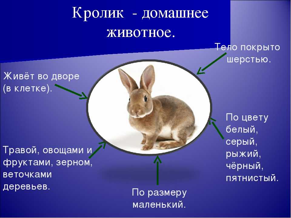 Чем отличается заяц от кролика презентация