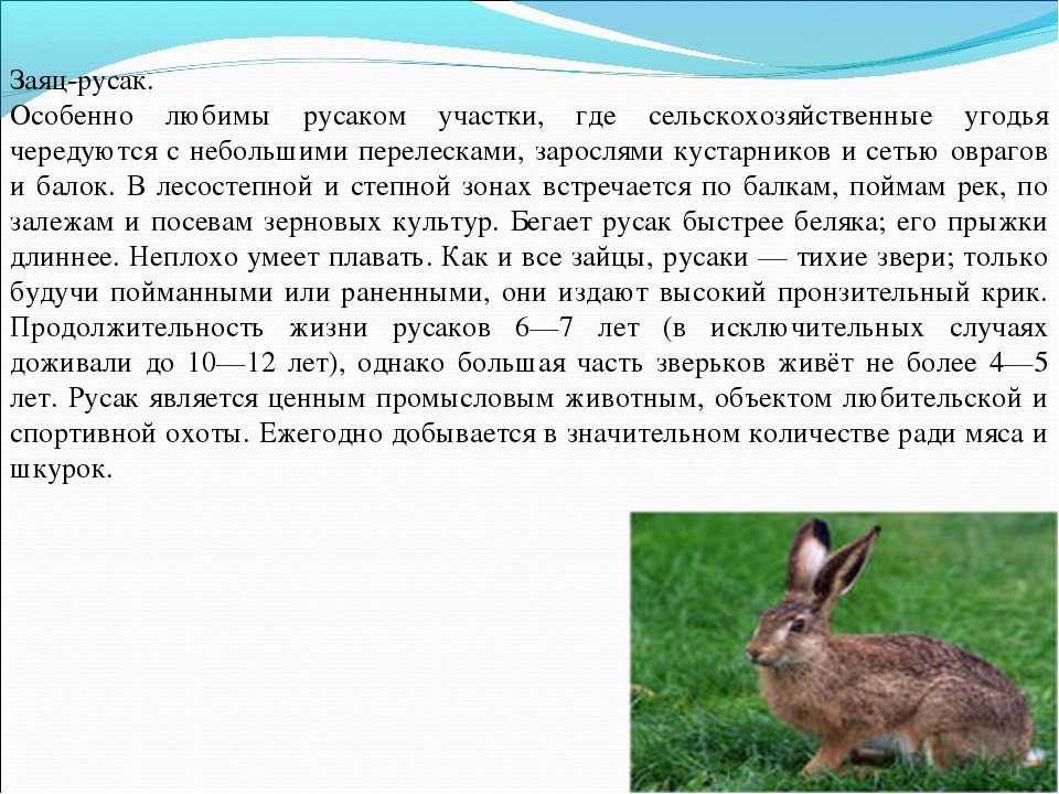 Рассмотри картинку по вопросам составь описание зайца видел ли ты зайца где