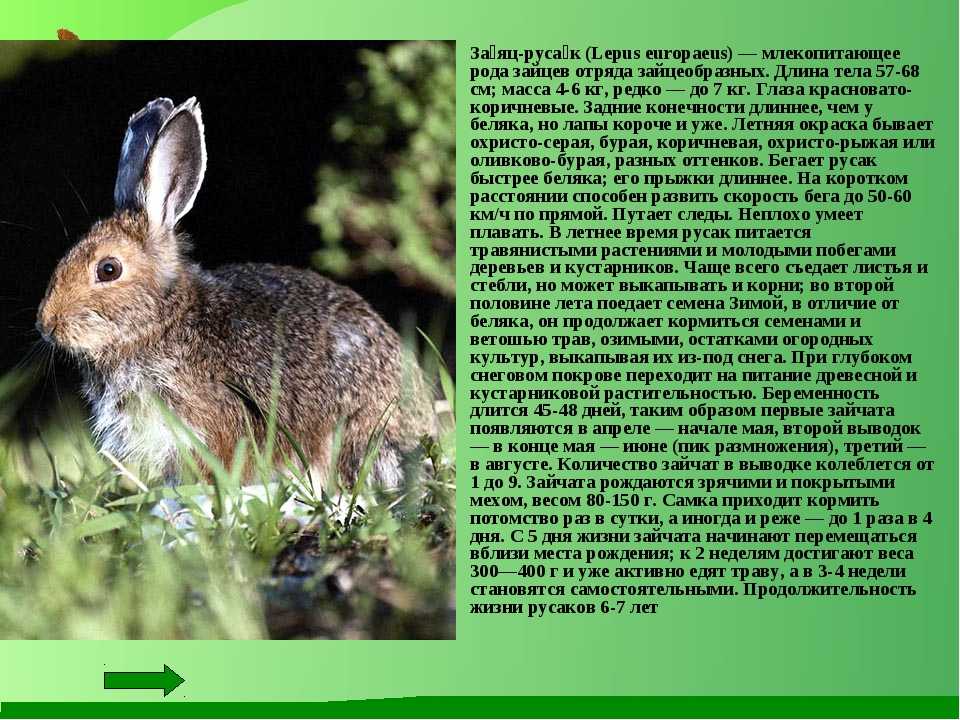 В какой природной зоне обитает заяц. Описание зайца 3 класс. Заяц Русак информация для 4. Доклад про зайца. Сообщение о зайце.