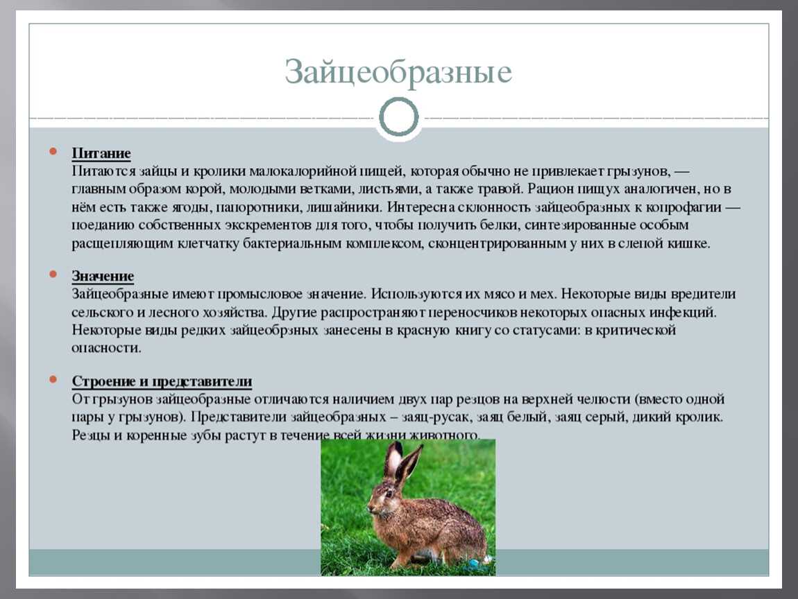К какому типу относится кролик. Основная характеристика зайцеобразных. Питание зайцеобразных. Образ жизни кролика. Внешнее строение зайца.