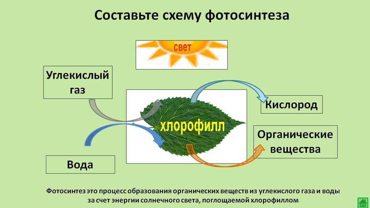 Схема фотосинтеза 8 класс биология