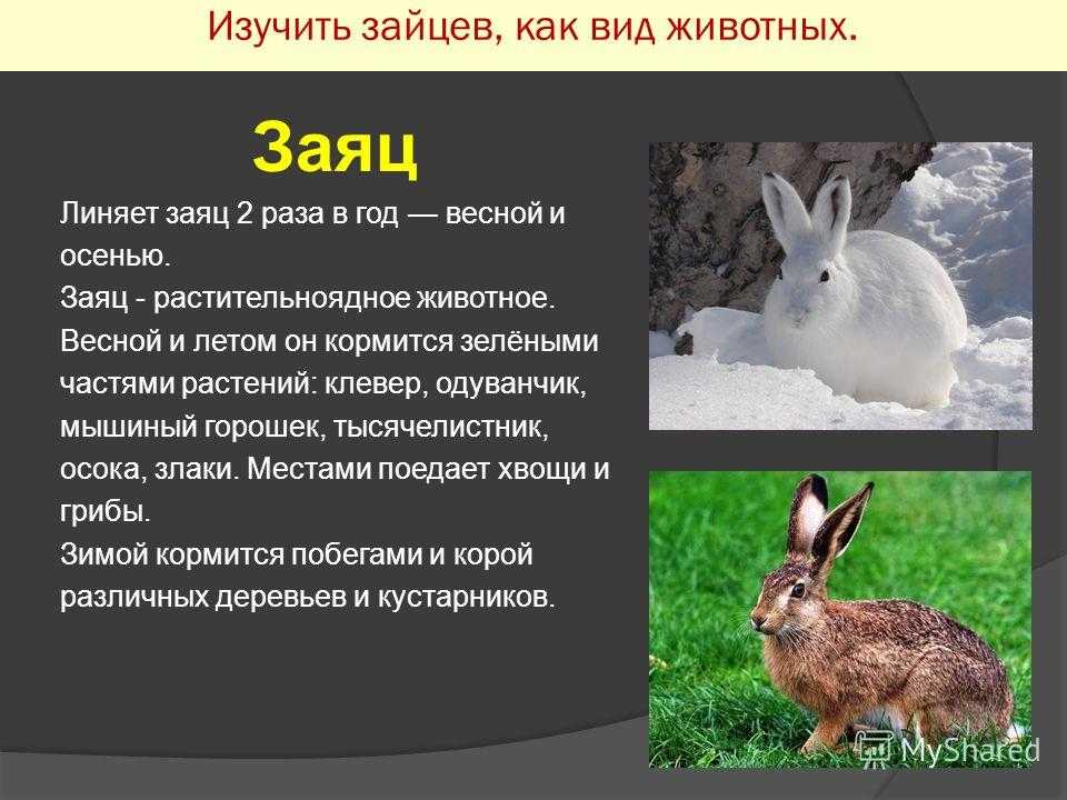 В какой зоне живет заяц