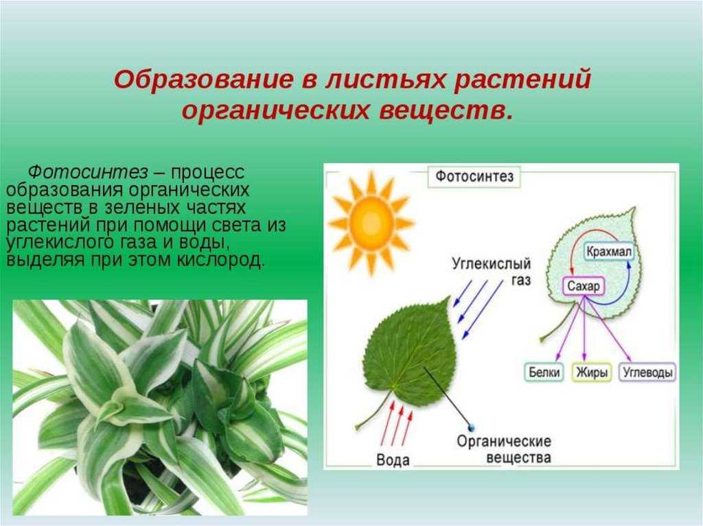 Биология 6 класс пасечник фотосинтез презентация