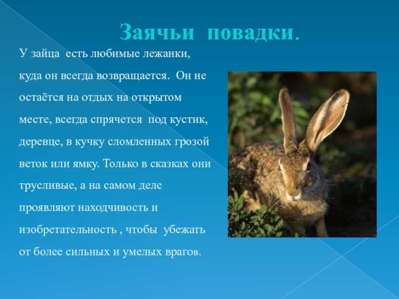 Проект про зайца