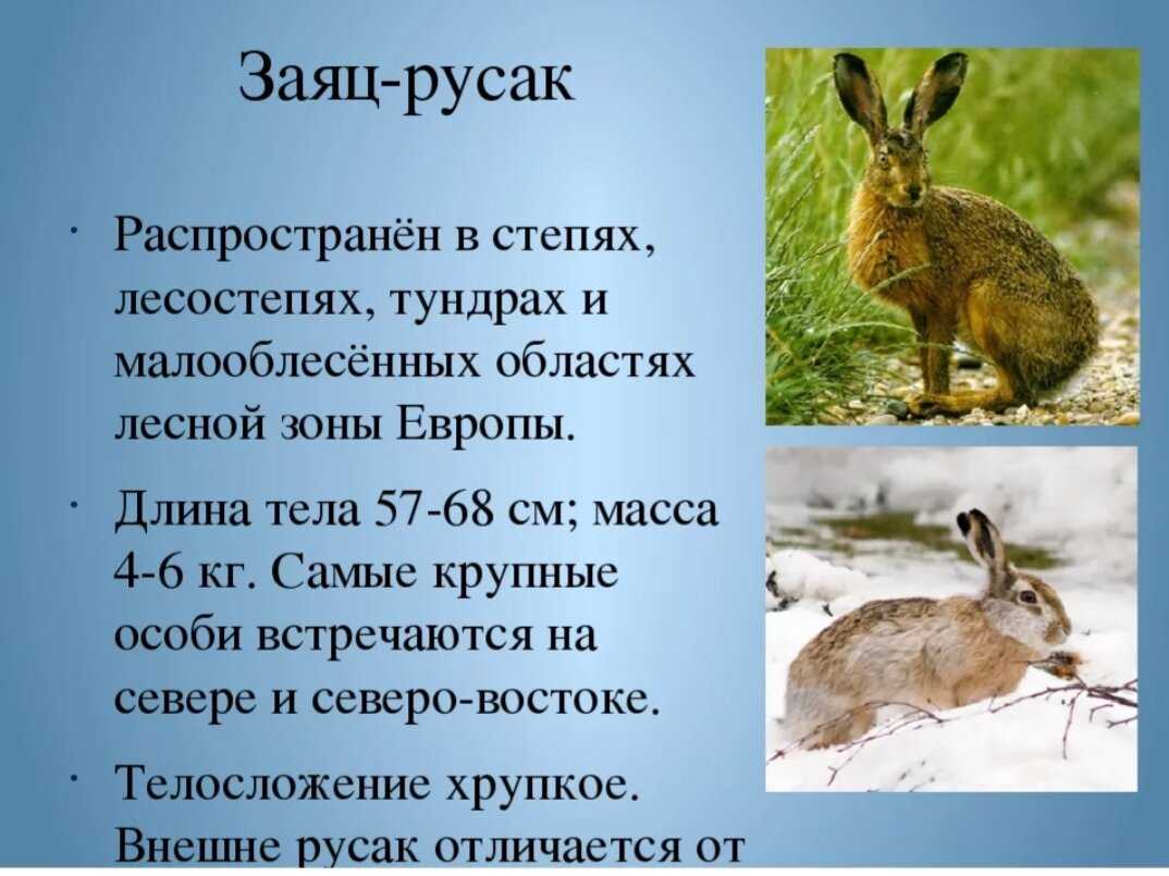 Рассмотри картинку по вопросам составь описание зайца видел ли ты зайца где