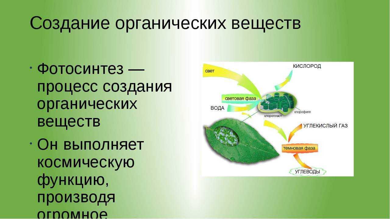 В процессе фотосинтеза образуются органические вещества. Органические вещества фотосинтеза. Фотосинтез что образуется. Фотосинтез образование органических веществ. Биологический фотосинтез.