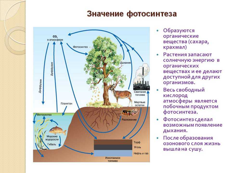 Схема растения в жизни человека