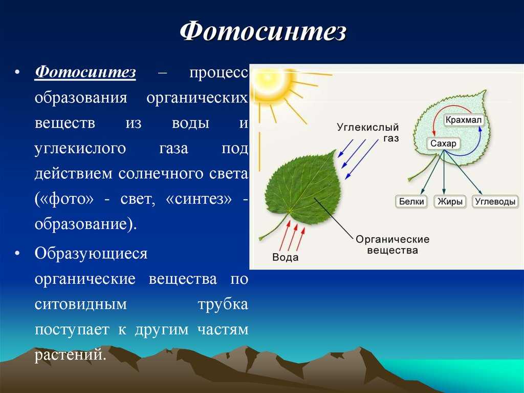 Схема фотосинтеза у растений схематично