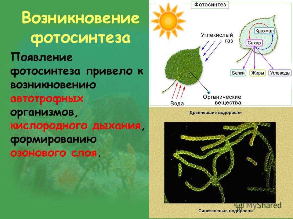 Роль фотосинтеза в жизни человека кратко